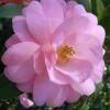 Taylors Perfection Pink Camellia Hybrid - 3 Gallon Pot -Hydrangeas Zone Camellia Taylors Perfection 57