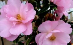 Taylors Perfection Pink Camellia Hybrid - 3 Gallon Pot -Hydrangeas Zone Camellia Taylors Perfection 61