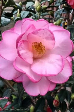 Taylors Perfection Pink Camellia Hybrid - 3 Gallon Pot -Hydrangeas Zone Camellia Taylors Perfection 62