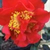 Turandot Camellia Japonica - 3 Gallon Pot -Hydrangeas Zone Camellia Turandot 6
