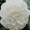 White By The Gate Camellia Japonica - 1 Gallon Pot -Hydrangeas Zone Camellia White By The Gate 5