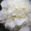 White Debutante Camellia Japonica - 3 Gallon Pot 1 White Debutante Camellia Japonica - 3 Gallon Pot -Hydrangeas Zone Camellia White Debutante 21