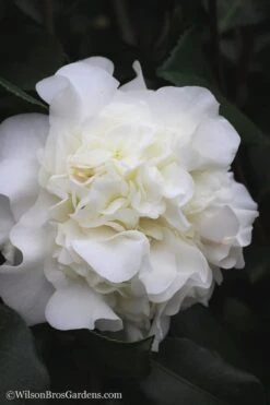 White Debutante Camellia Japonica - 3 Gallon Pot -Hydrangeas Zone Camellia White Debutante 22