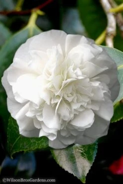 White Debutante Camellia Japonica - 3 Gallon Pot -Hydrangeas Zone Camellia White Debutante 5