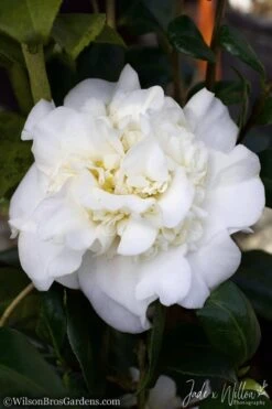 White Debutante Camellia Japonica - 3 Gallon Pot -Hydrangeas Zone Camellia White Debutante JW 2