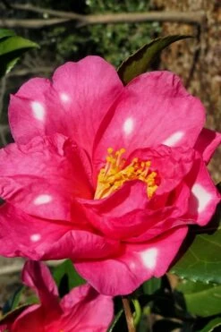 Winter's Fire Cold Hardy Camellia - 1 Gallon Pot -Hydrangeas Zone Camellia Winters Fire 1