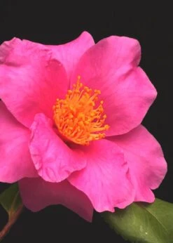 Winter's Fire Cold Hardy Camellia - 1 Gallon Pot -Hydrangeas Zone Camellia Winters Fire 13
