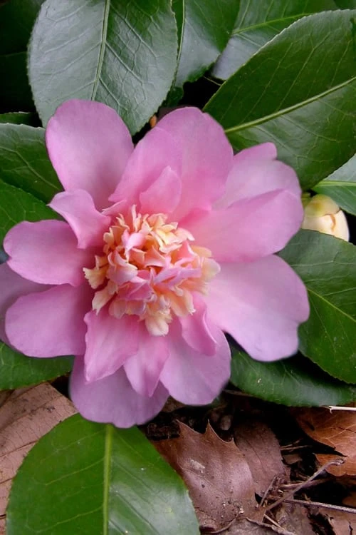 Winter's Interlude Cold Hardy Pink Camellia - 3 Gallon Pot 3 Winter's Interlude Cold Hardy Pink Camellia - 3 Gallon Pot