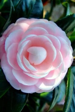 Winter's Rose Cold Hardy Dwarf Camellia - 2 Gallon Pot -Hydrangeas Zone Camellia Winters Rose 6