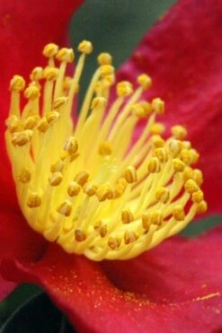 Yuletide Camellia Sasanqua - 1 Gallon Pot -Hydrangeas Zone Camellia Yuletide 30