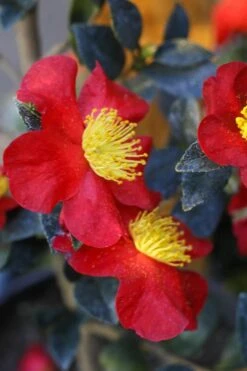 Yuletide Camellia Sasanqua - 2.5 Quart Pot -Hydrangeas Zone Camellia Yuletide 32 1