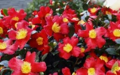 Yuletide Camellia Sasanqua - 1 Gallon Pot -Hydrangeas Zone Camellia Yuletide 34