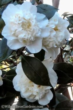Fifth Avenue White Camellia Japonica - 1 Gallon Pot -Hydrangeas Zone Camellia fifth avenue 20