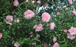 Cotton Candy Camellia Sasanqua - 1 Gallon Pot -Hydrangeas Zone CamelliaCottonCandy 2