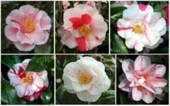 Lady Vansittart Multicolor Camellia Japonica - 6 Pack Of 1 Gallon Pots -Hydrangeas Zone CamelliaLadyVasittart 2 1