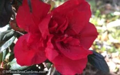 Autumn Fire Encore Azalea - 1 Gallon Pot 12 Autumn Fire Encore Azalea - 1 Gallon Pot -Hydrangeas Zone Encore Azalea Autumn Fire WB