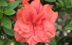 Autumn Monarch Encore Azalea - 3 Gallon Pot 9 Autumn Monarch Encore Azalea - 3 Gallon Pot -Hydrangeas Zone Encore Azalea Autumn Monarch 4 50