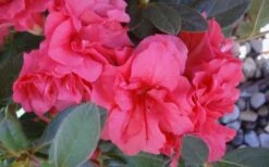 Autumn Rouge Encore Azalea - 1 Gallon Pot -Hydrangeas Zone Encore Azalea Autumn Rouge 5