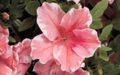 Autumn Sunburst Encore Azalea - 6 Pack Of 1 Gallon Pots -Hydrangeas Zone Encore Azalea Autumn Sunburst 5