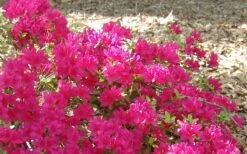 Autumn Sundance Encore Azalea - 1 Gallon Pot -Hydrangeas Zone Encore Azalea Autumn Sundance 50