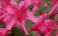 Autumn Sundance Encore Azalea - 1 Gallon Pot -Hydrangeas Zone Encore Azalea Autumn Sundance 51