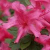 Autumn Sundance Encore Azalea - 1 Gallon Pot 1 Autumn Sundance Encore Azalea - 1 Gallon Pot -Hydrangeas Zone Encore Azalea Autumn Sundance Rev 500x750 1