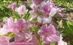 Autumn Sweetheart Encore Azalea - 1 Gallon Pot -Hydrangeas Zone Encore Azalea Autumn Sweetheart 51