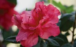 Autumn Rouge Encore Azalea - 1 Gallon Pot -Hydrangeas Zone Encore Azalea Autumn20Rouge