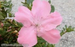 Autumn Debutante Encore Azalea - 1 Gallon 9 Autumn Debutante Encore Azalea - 1 Gallon -Hydrangeas Zone Encore Azalea Debutante 3 50