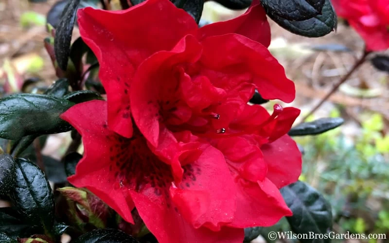 Autumn Fire Encore Azalea - 1 Gallon Pot 8 Autumn Fire Encore Azalea - 1 Gallon Pot - Image 6