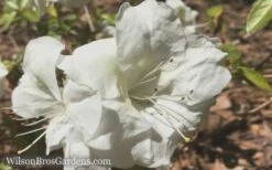 Autumn Moonlight Encore Azalea - 1 Gallon Pot 9 Autumn Moonlight Encore Azalea - 1 Gallon Pot -Hydrangeas Zone Encore Azalea Moonlight 5