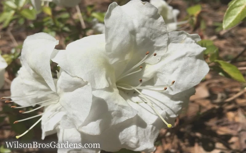 Autumn Moonlight Encore Azalea - 1 Gallon Pot 6 Autumn Moonlight Encore Azalea - 1 Gallon Pot - Image 4