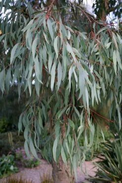 Angus Cold Hardy Eucalyptus Tree (Eucalyptus Nicholii) - Quart Pot -Hydrangeas Zone Eucalyptus Angus 15 3