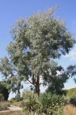Angus Cold Hardy Eucalyptus Tree (Eucalyptus Nicholii) - 5 Gallon Pot -Hydrangeas Zone Eucalyptus Angus 16