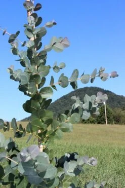 Big O Cold Hardy Eucalyptus Tree (Eucalyptus Neglecta) - 1 Gallon Pot -Hydrangeas Zone Eucalyptus Big O Cold 2 500x750 6