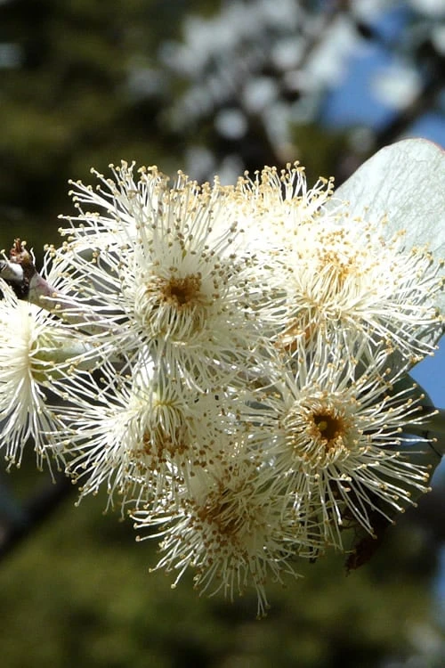 Bluey Cold Hardy Eucalyptus Tree (Eucalyptus Pulverulenta) - 5 Gallon Pot 10 Bluey Cold Hardy Eucalyptus Tree (Eucalyptus Pulverulenta) - 5 Gallon Pot - Image 8