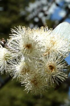 Bluey Cold Hardy Eucalyptus Tree (Eucalyptus Pulverulenta) - 6 Pack Of 1 Gallon Pots -Hydrangeas Zone Eucalyptus Bluey 6 5
