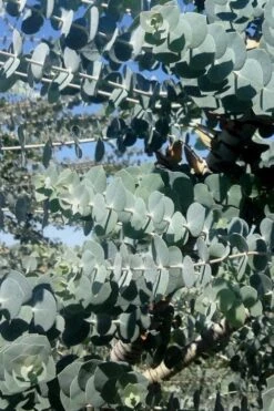 Bluey Cold Hardy Eucalyptus Tree (Eucalyptus Pulverulenta) - 3 Gallon Pot -Hydrangeas Zone Eucalyptus Bluey 8 2