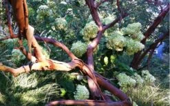 Funky Monkey Cold Hardy Eucalyptus Tree (Eucalyptus Parvula) - 3 Quart Pot -Hydrangeas Zone Eucalyptus Funky Monkey Branches 4