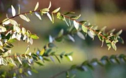 Funky Monkey Cold Hardy Eucalyptus Tree (Eucalyptus Parvula) - Quart Pot 14 Funky Monkey Cold Hardy Eucalyptus Tree (Eucalyptus Parvula) - Quart Pot -Hydrangeas Zone Eucalyptus Funky Monkey Leaves 5