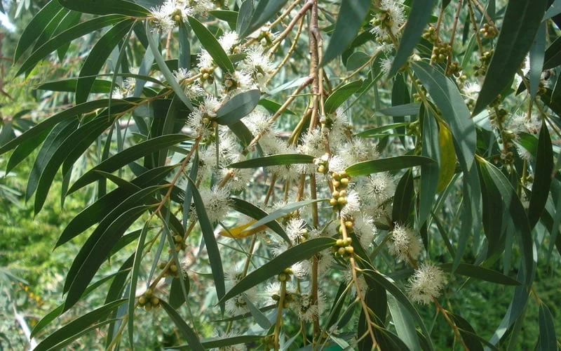 Funky Monkey Cold Hardy Eucalyptus Tree (Eucalyptus Parvula) - Quart Pot 6 Funky Monkey Cold Hardy Eucalyptus Tree (Eucalyptus Parvula) - Quart Pot - Image 4