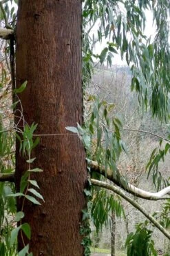 Jersey Girl Cold Hardy Eucalyptus Tree (Eucalyptus Macarthurii) - 2 Gallon Pot -Hydrangeas Zone Eucalyptus Jersey Girl 2 3