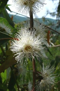 Jersey Girl Cold Hardy Eucalyptus Tree (Eucalyptus Macarthurii) - 1 Gallon Pot -Hydrangeas Zone Eucalyptus Jersey Girl 4 2
