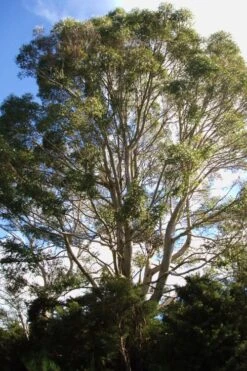 Jersey Girl Cold Hardy Eucalyptus Tree (Eucalyptus Macarthurii) - 3 Quart Pot 16 Jersey Girl Cold Hardy Eucalyptus Tree (Eucalyptus Macarthurii) - 3 Quart Pot -Hydrangeas Zone Eucalyptus Jersey Girl 6 5