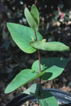 Jersey Girl Cold Hardy Eucalyptus Tree (Eucalyptus Macarthurii) - 3 Gallon Pot -Hydrangeas Zone Eucalyptus Jersey Girl 7 1