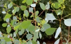 Lucky Country Cold Hardy Eucalyptus Tree (Eucalyptus Camphora) - 5 Gallon Pot 12 Lucky Country Cold Hardy Eucalyptus Tree (Eucalyptus Camphora) - 5 Gallon Pot -Hydrangeas Zone Eucalyptus Lucky Country 1