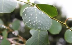 Lucky Country Cold Hardy Eucalyptus Tree (Eucalyptus Camphora) - Quart Pot -Hydrangeas Zone Eucalyptus Lucky Country 2 2