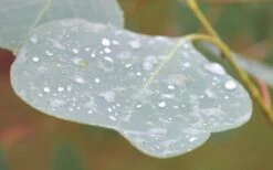 Lucky Country Cold Hardy Eucalyptus Tree (Eucalyptus Camphora) - 5 Gallon Pot 14 Lucky Country Cold Hardy Eucalyptus Tree (Eucalyptus Camphora) - 5 Gallon Pot -Hydrangeas Zone Eucalyptus Lucky Country 3