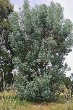 Luna Cold Hardy Eucalyptus Tree (Eucalyptus Perriniana) - 1 Gallon Pot 11 Luna Cold Hardy Eucalyptus Tree (Eucalyptus Perriniana) - 1 Gallon Pot -Hydrangeas Zone Eucalyptus Luna 5