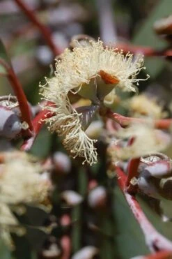 Luna Cold Hardy Eucalyptus Tree (Eucalyptus Perriniana) - 3 Quart Pot -Hydrangeas Zone Eucalyptus Luna 6 4